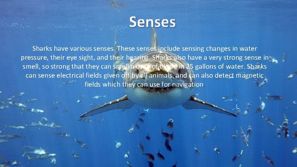 Senses Sharks have various senses. These senses include sensing changes in water pressure, their