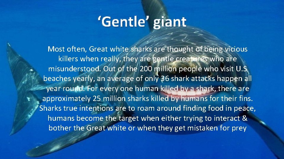 ‘Gentle’ giant Most often, Great white sharks are thought of being vicious killers when