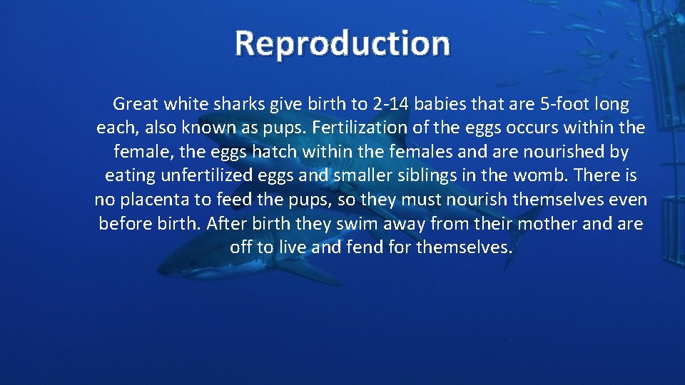 Reproduction Great white sharks give birth to 2 -14 babies that are 5 -foot