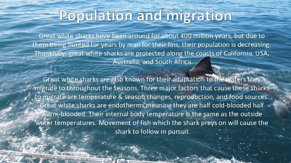 Population and migration Great white sharks have been around for about 400 million years,