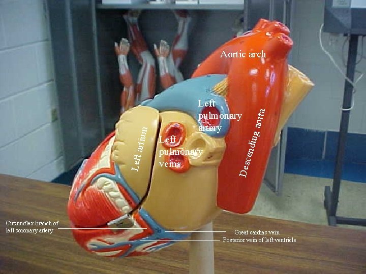 Circumflex branch of left coronary artery g aor ta Left pulmonary veins endin Left