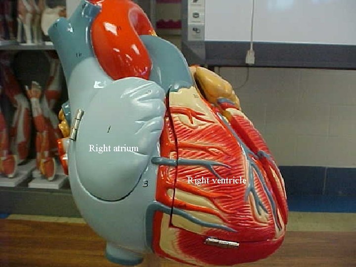 Right atrium Right ventricle 