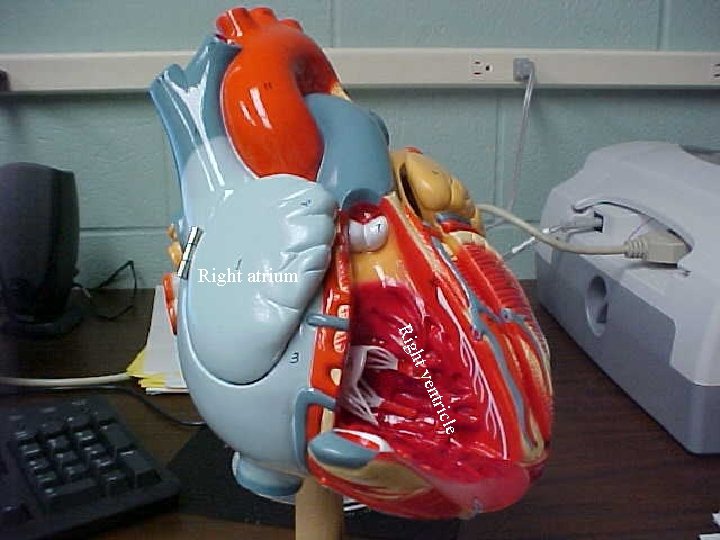 Right atrium cle ri ent ht v Rig 