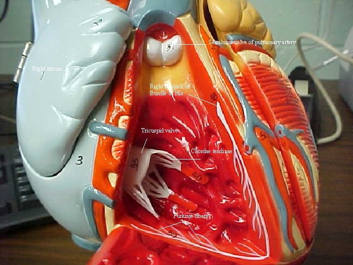 Semilunar valve of pulmonary artery Right atrium Right braqnch of Bundle of His Tricuspid