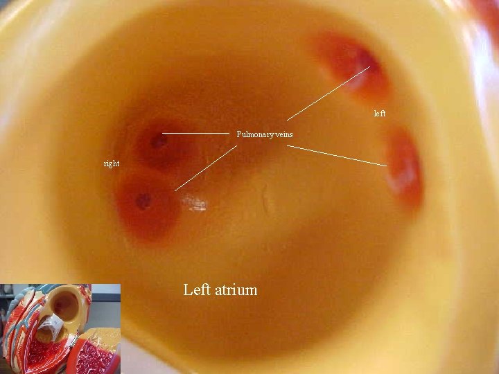 left Pulmonary veins right Left atrium 