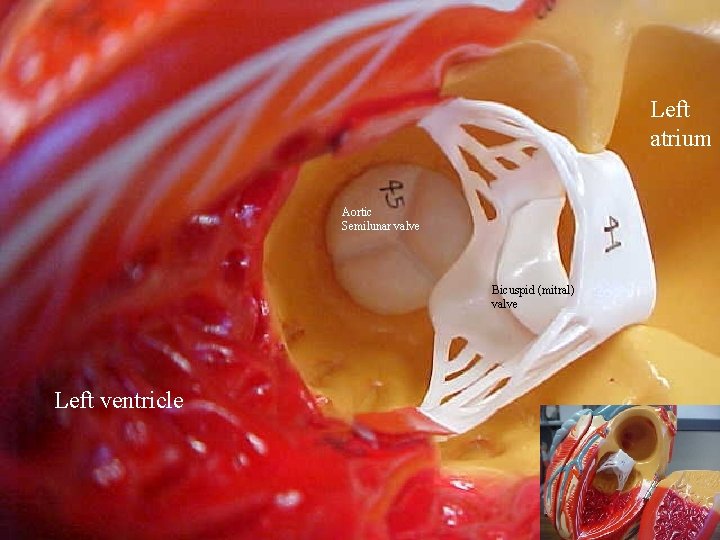Left atrium Aortic Semilunar valve Bicuspid (mitral) valve Left ventricle 