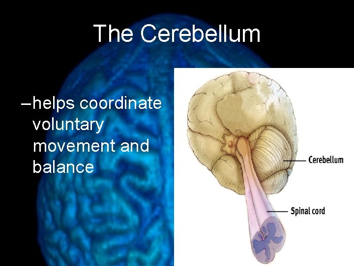 The Cerebellum – helps coordinate voluntary movement and balance 