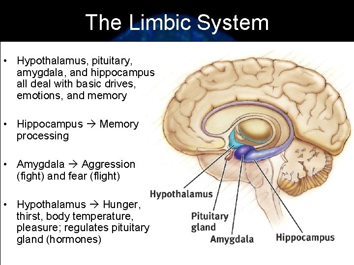 The Limbic System • Hypothalamus, pituitary, amygdala, and hippocampus all deal with basic drives,