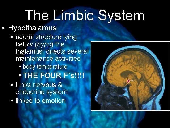 The Limbic System § Hypothalamus § neural structure lying below (hypo) the thalamus; directs