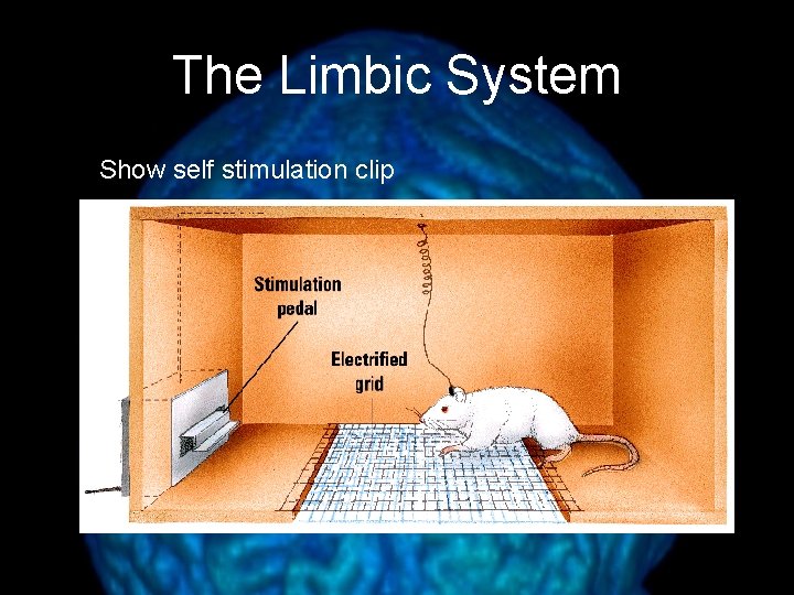 The Limbic System Show self stimulation clip 