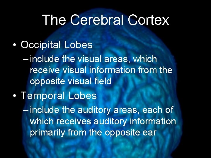 The Cerebral Cortex • Occipital Lobes – include the visual areas, which receive visual