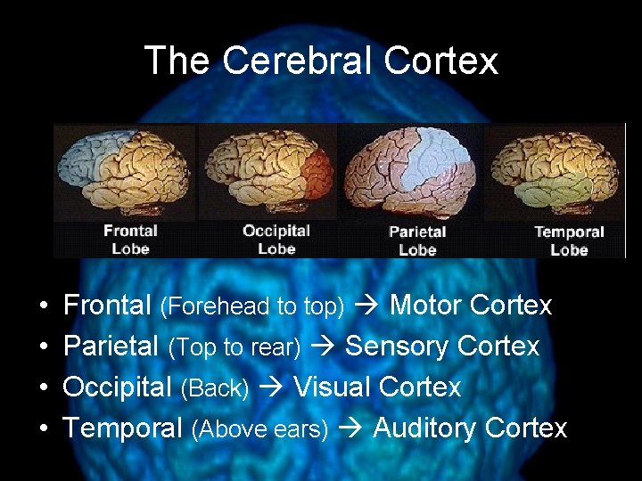 The Cerebral Cortex • • Frontal (Forehead to top) Motor Cortex Parietal (Top to