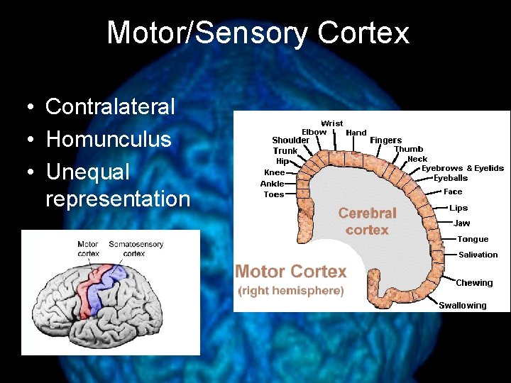 Motor/Sensory Cortex • Contralateral • Homunculus • Unequal representation 