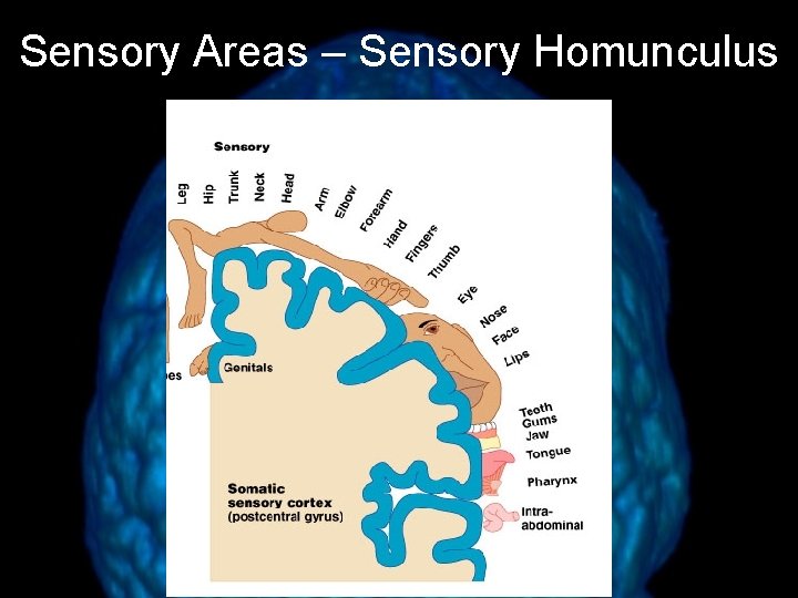 Sensory Areas – Sensory Homunculus Figure 13. 10 