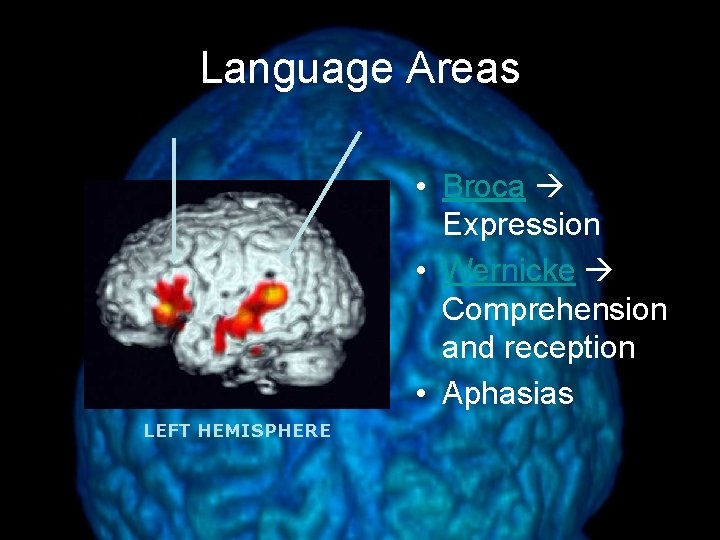 Language Areas • Broca Expression • Wernicke Comprehension and reception • Aphasias LEFT HEMISPHERE