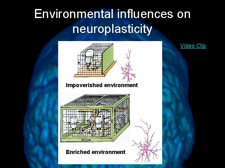 Environmental influences on neuroplasticity Video Clip Impoverished environment Enriched environment 