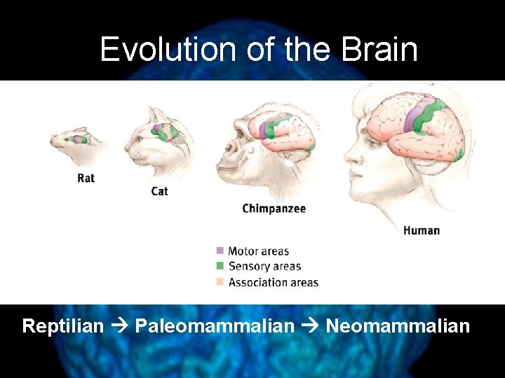 Evolution of the Brain Reptilian Paleomammalian Neomammalian 