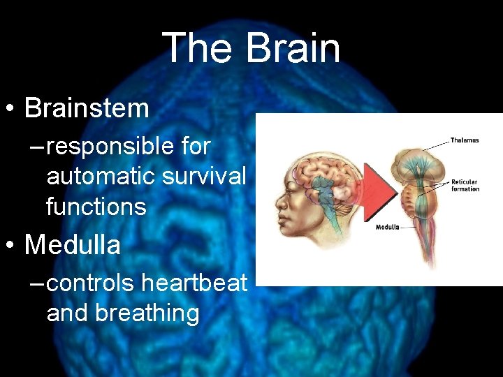 The Brain • Brainstem – responsible for automatic survival functions • Medulla – controls