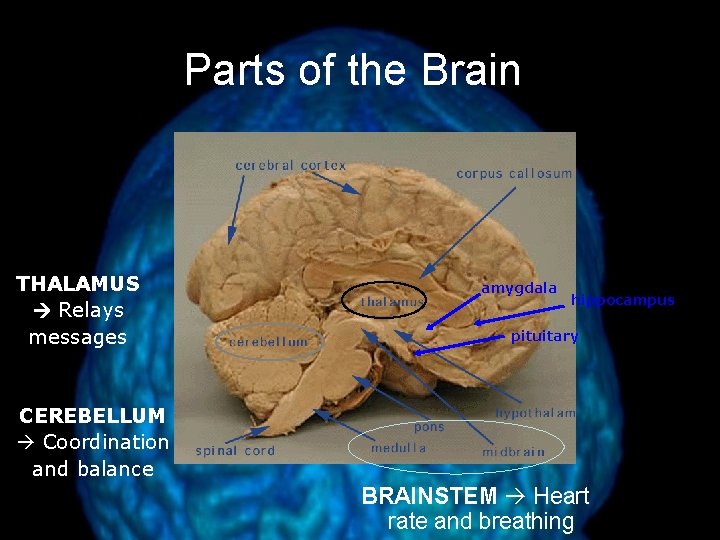 Parts of the Brain THALAMUS Relays messages amygdala hippocampus pituitary CEREBELLUM Coordination and balance