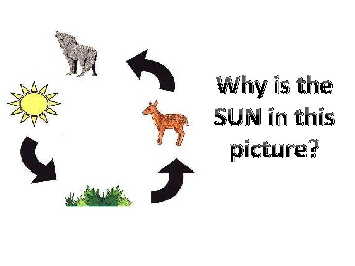 Why is the SUN in this picture? 