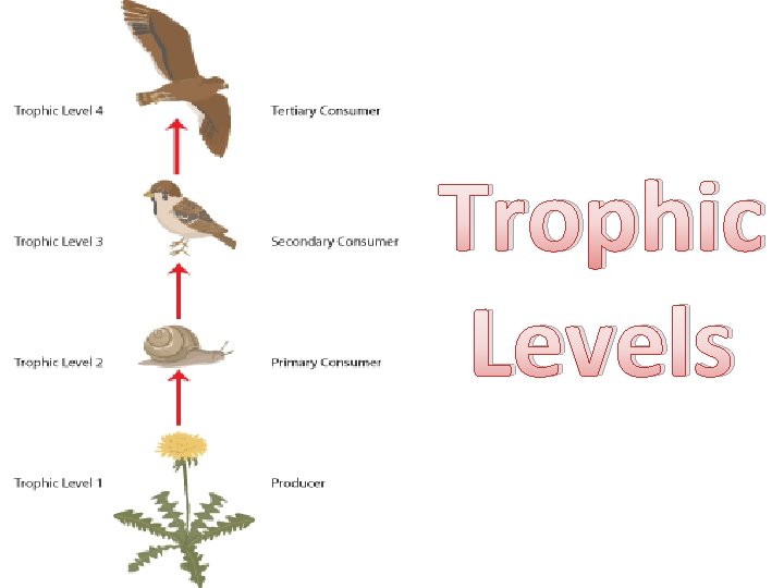 Trophic Levels 