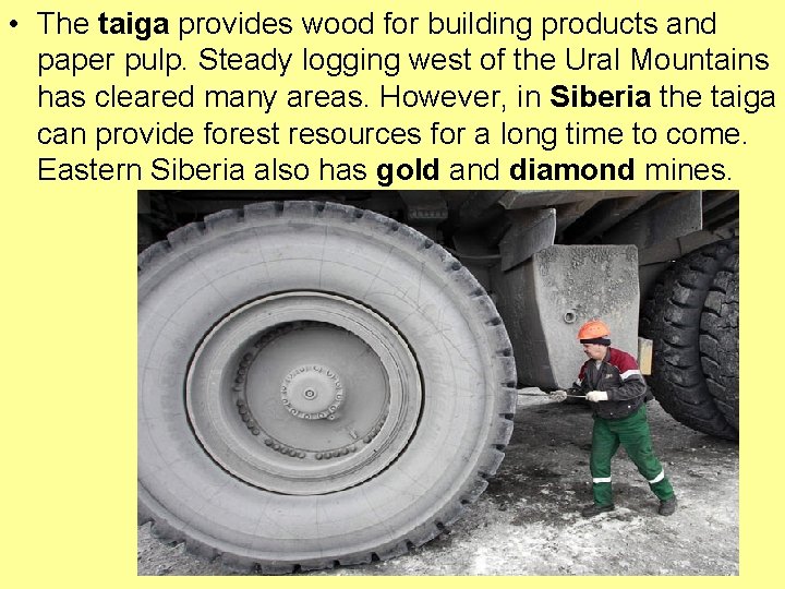  • The taiga provides wood for building products and paper pulp. Steady logging