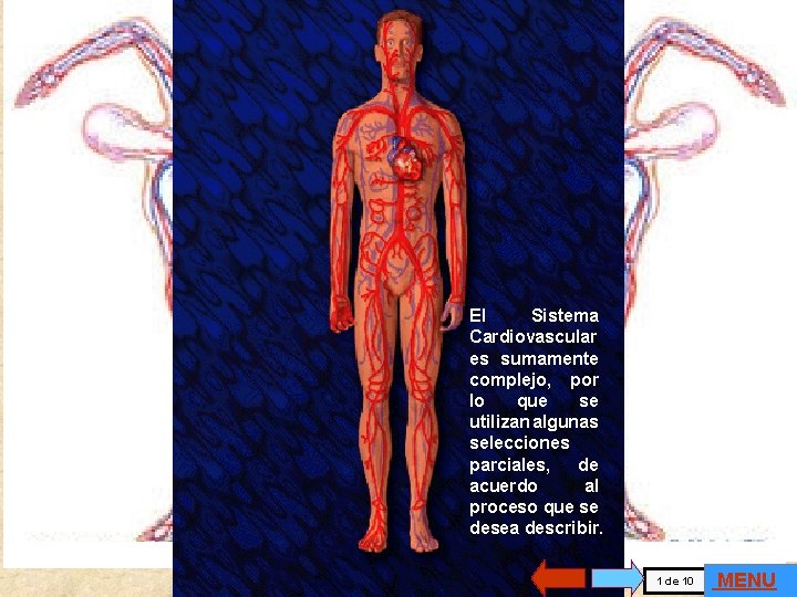 El Sistema Cardiovascular es sumamente complejo, por lo que se utilizan algunas selecciones parciales,