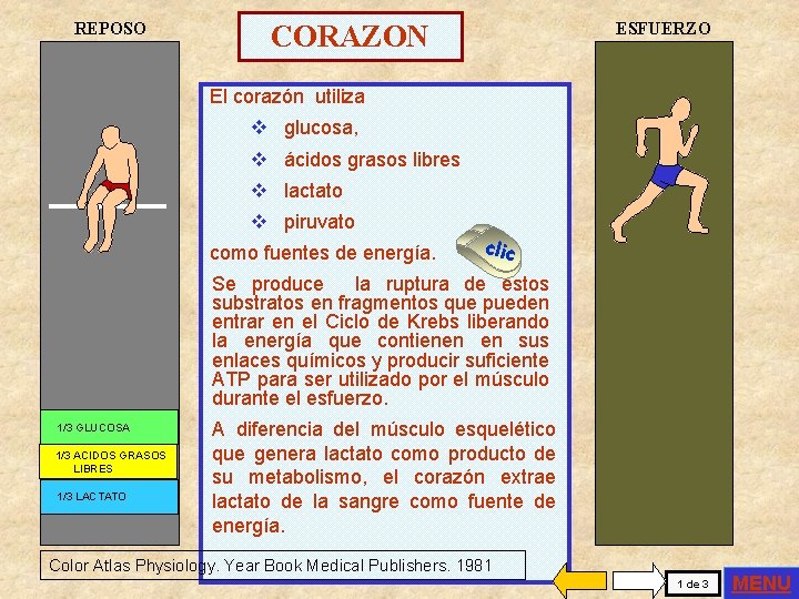 REPOSO ESFUERZO CORAZON El corazón utiliza v glucosa, v ácidos grasos libres v lactato