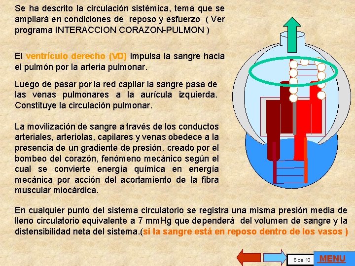 Se ha descrito la circulación sistémica, tema que se ampliará en condiciones de reposo