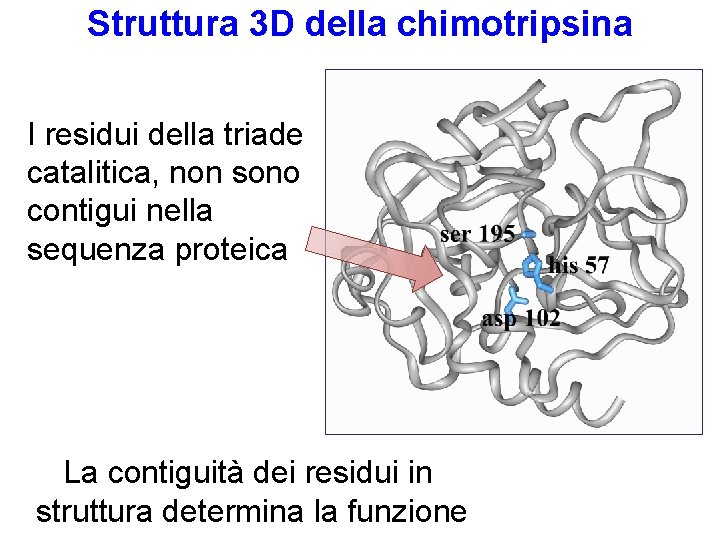 Struttura 3 D della chimotripsina I residui della triade catalitica, non sono contigui nella