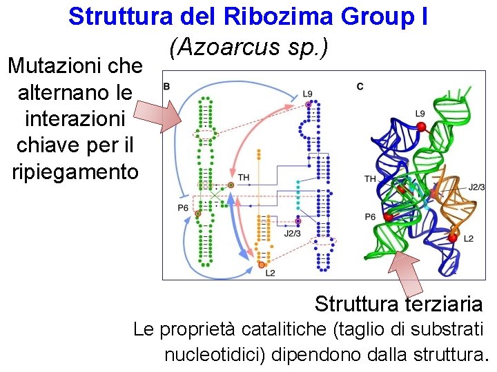 Struttura del Ribozima Group I (Azoarcus sp. ) Mutazioni che alternano le interazioni chiave