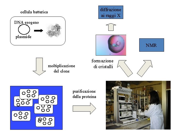 diffrazione ai raggi X cellula batterica DNA esogeno plasmide NMR moltiplicazione del clone formazione