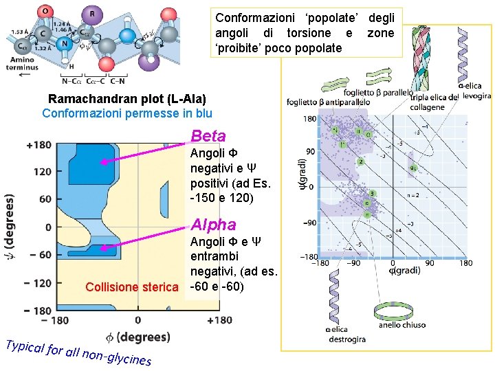 Conformazioni ‘popolate’ degli angoli di torsione e zone ‘proibite’ poco popolate Ramachandran plot (L-Ala)