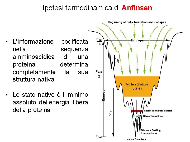 Ipotesi termodinamica di Anfinsen • L’informazione codificata nella sequenza amminoacidica di una proteina determina