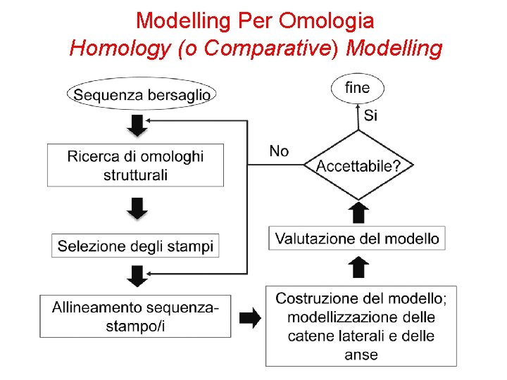 Modelling Per Omologia Homology (o Comparative) Modelling 