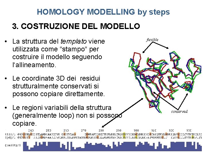 HOMOLOGY MODELLING by steps 3. COSTRUZIONE DEL MODELLO • La struttura del templato viene