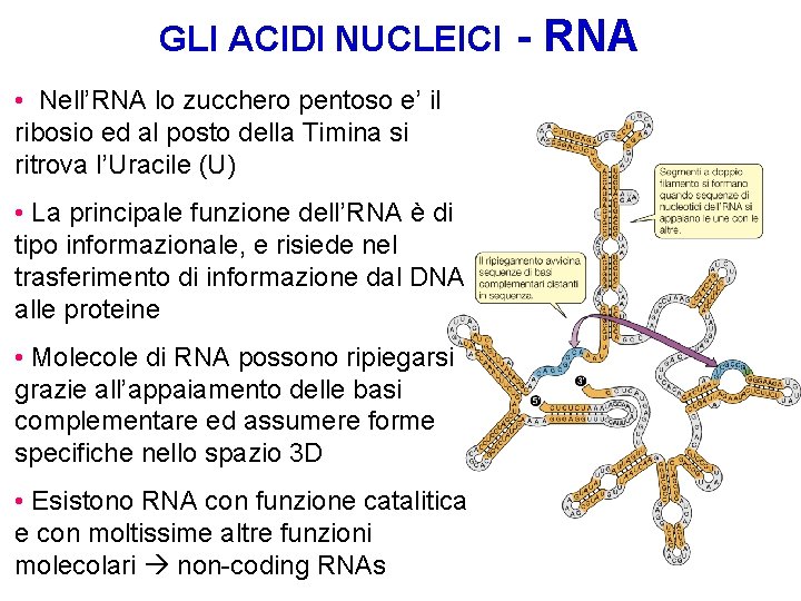 GLI ACIDI NUCLEICI • Nell’RNA lo zucchero pentoso e’ il ribosio ed al posto