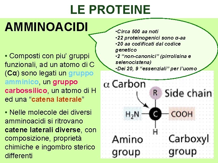 LE PROTEINE AMMINOACIDI • Circa 500 aa noti • Composti con piu’ gruppi funzionali,