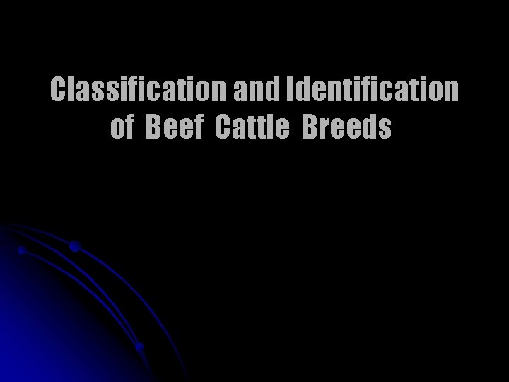 Classification and Identification of Beef Cattle Breeds 