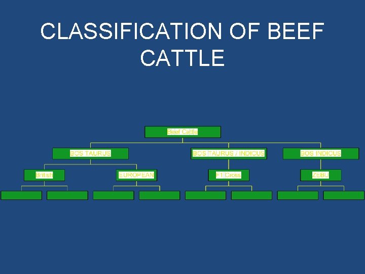 CLASSIFICATION OF BEEF CATTLE 