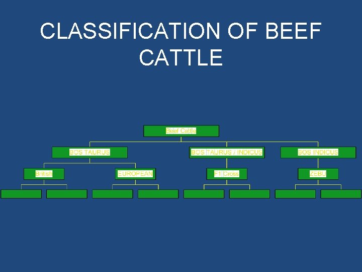 CLASSIFICATION OF BEEF CATTLE CLASSIFICATION OF BEEF CATTLE