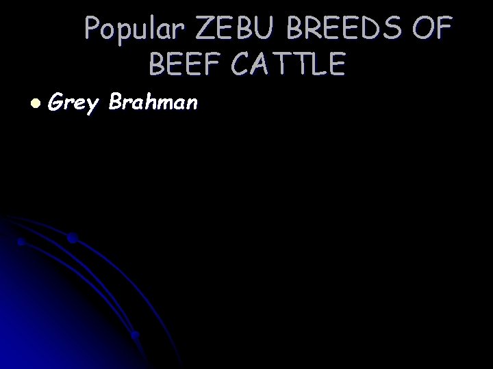 Popular ZEBU BREEDS OF BEEF CATTLE l Grey Brahman Popular ZEBU BREEDS OF BEEF CATTLE l Grey Brahman