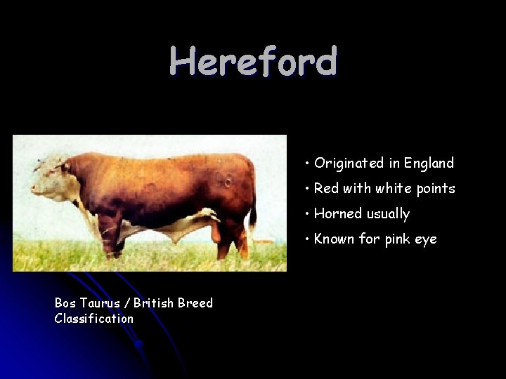 Hereford • Originated in England • Red with white points • Horned usually • Hereford • Originated in England • Red with white points • Horned usually •