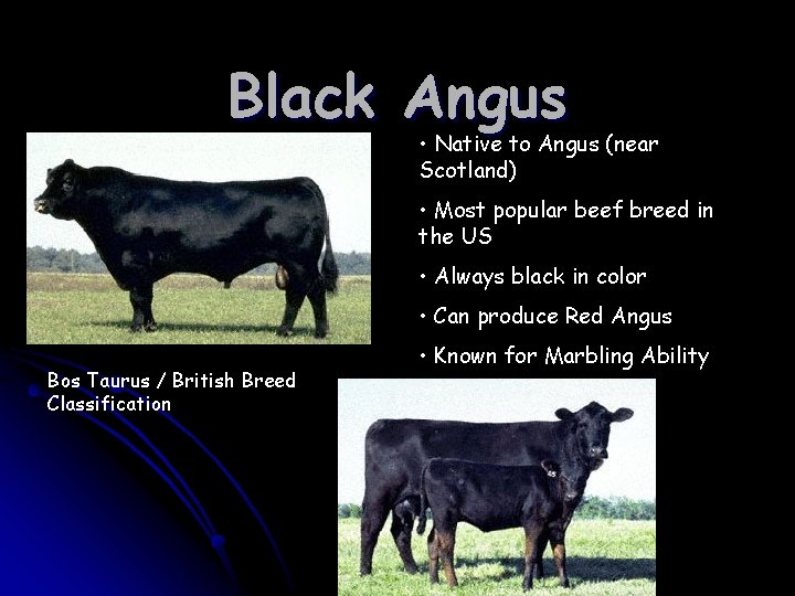 Black Angus • Native to Angus (near Scotland) • Most popular beef breed in