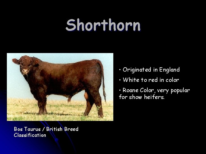 Shorthorn • Originated in England • White to red in color • Roane Color,