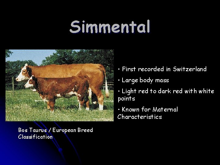 Simmental • First recorded in Switzerland • Large body mass • Light red to Simmental • First recorded in Switzerland • Large body mass • Light red to