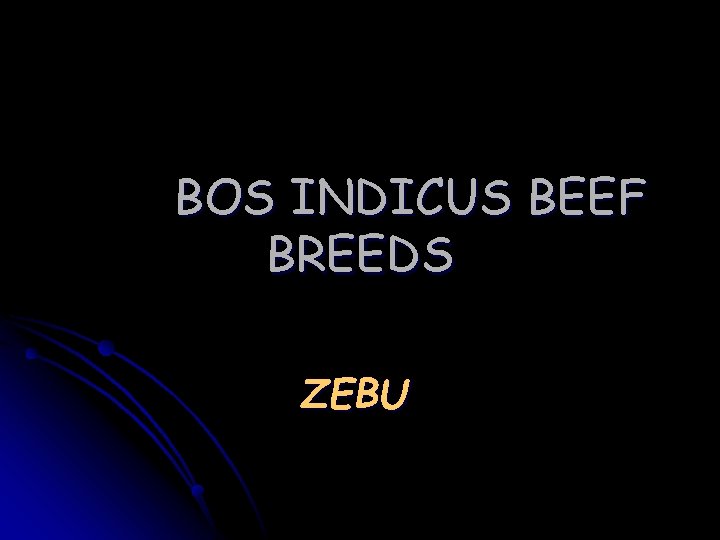 BOS INDICUS BEEF BREEDS ZEBU BOS INDICUS BEEF BREEDS ZEBU