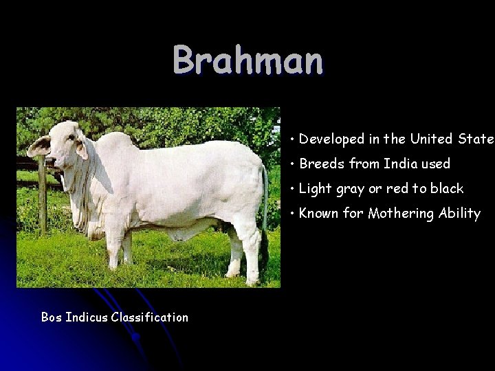 Brahman • Developed in the United States • Breeds from India used • Light Brahman • Developed in the United States • Breeds from India used • Light