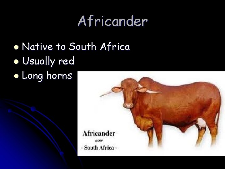 Africander Native to South Africa l Usually red l Long horns l Africander Native to South Africa l Usually red l Long horns l