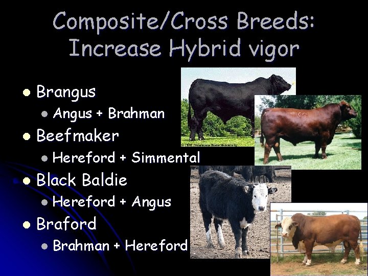 Composite/Cross Breeds: Increase Hybrid vigor l Brangus l Angus l + Brahman Beefmaker l Composite/Cross Breeds: Increase Hybrid vigor l Brangus l Angus l + Brahman Beefmaker l